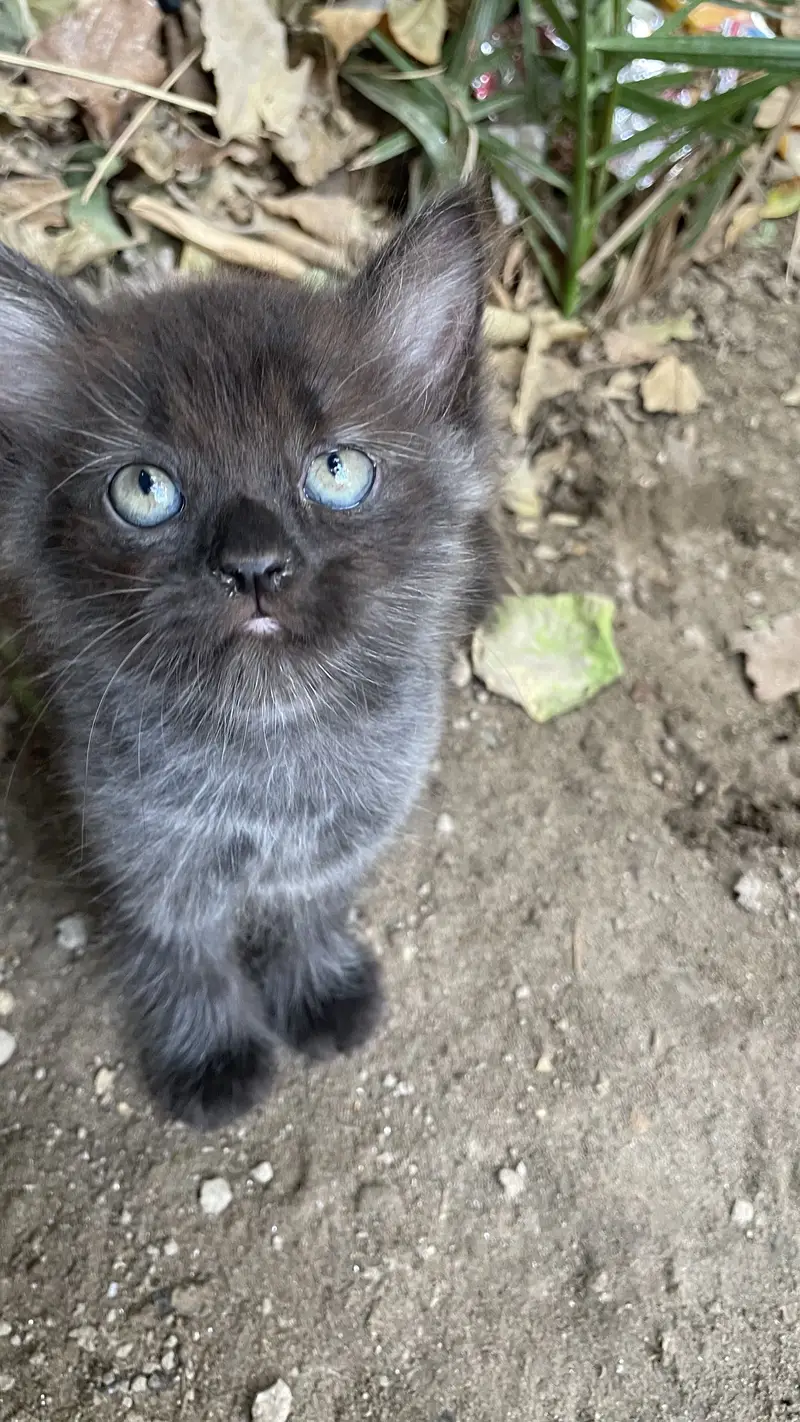 Persian kitten tripal coated black one is male and white is female — photo 4