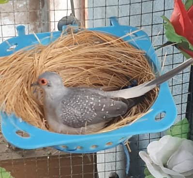breeder pair with 1 chick