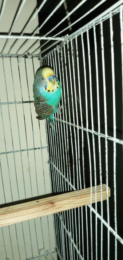 king sized bugie