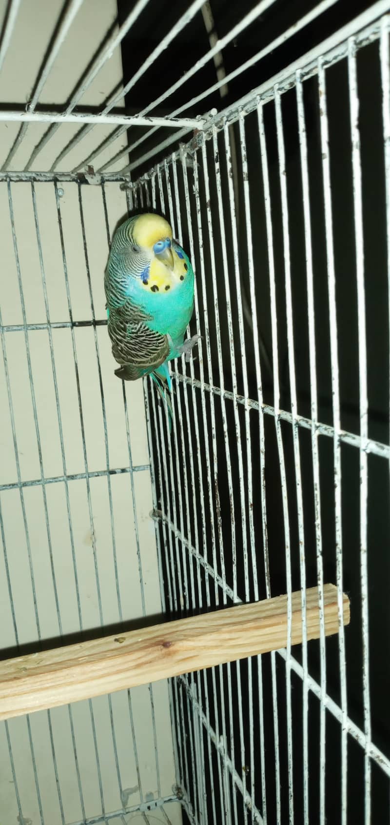 king sized bugie 0