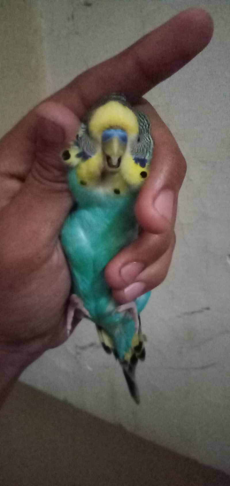 king sized bugie 1