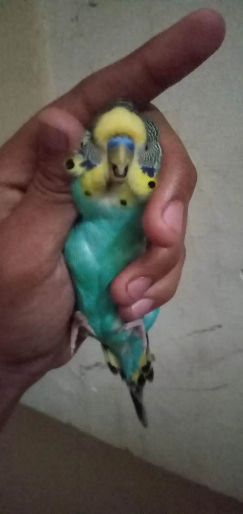 king sized bugie — photo 2