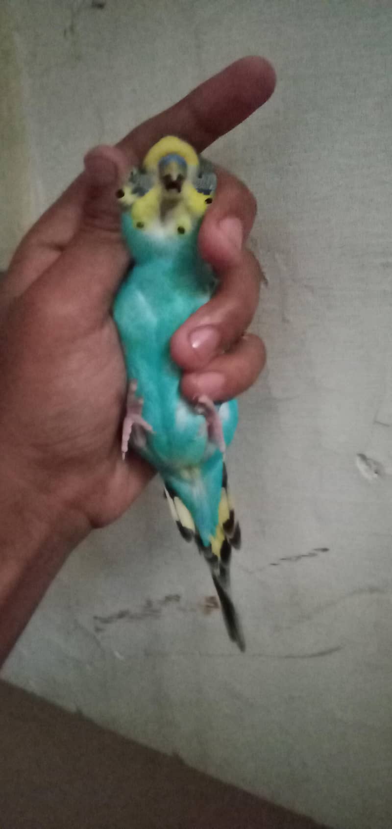 king sized bugie 2