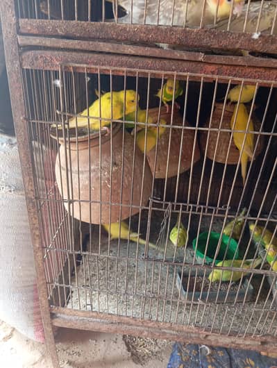 I am selling budgies