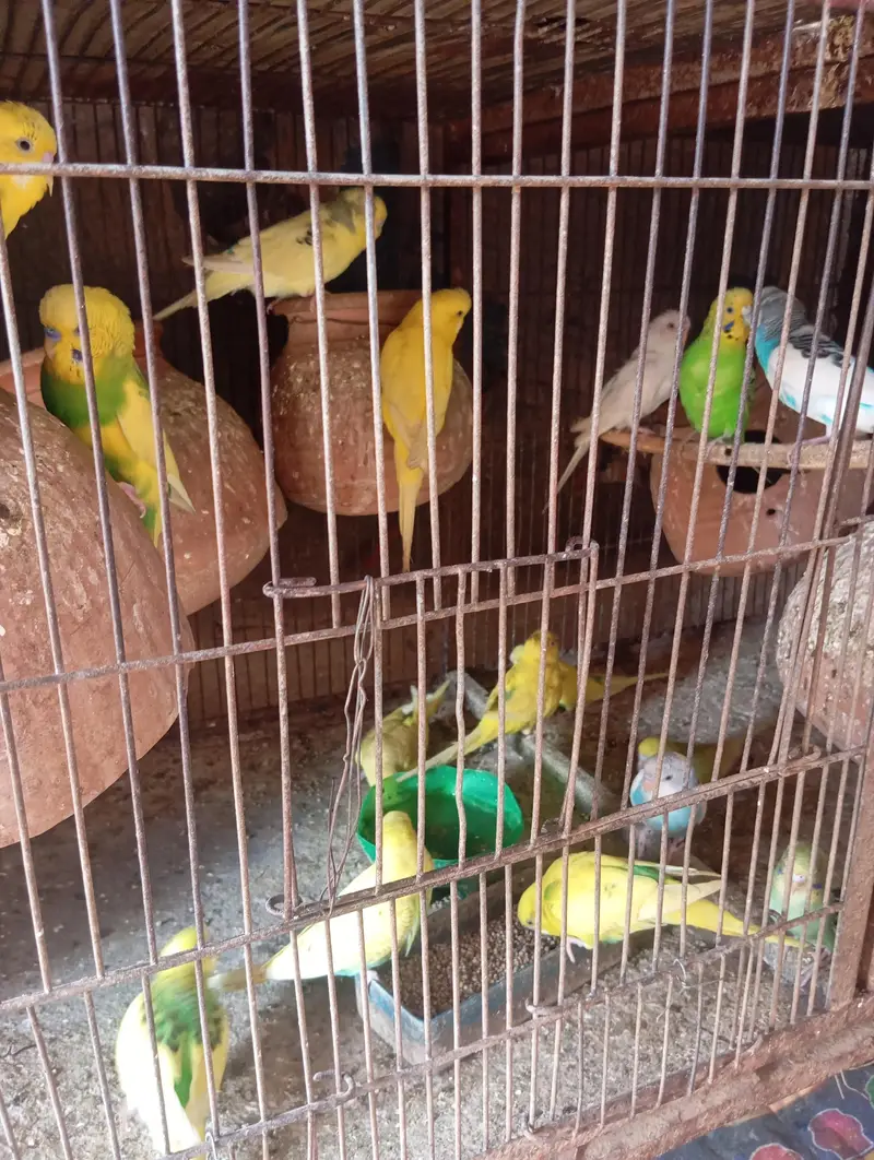 I am selling budgies — photo 2