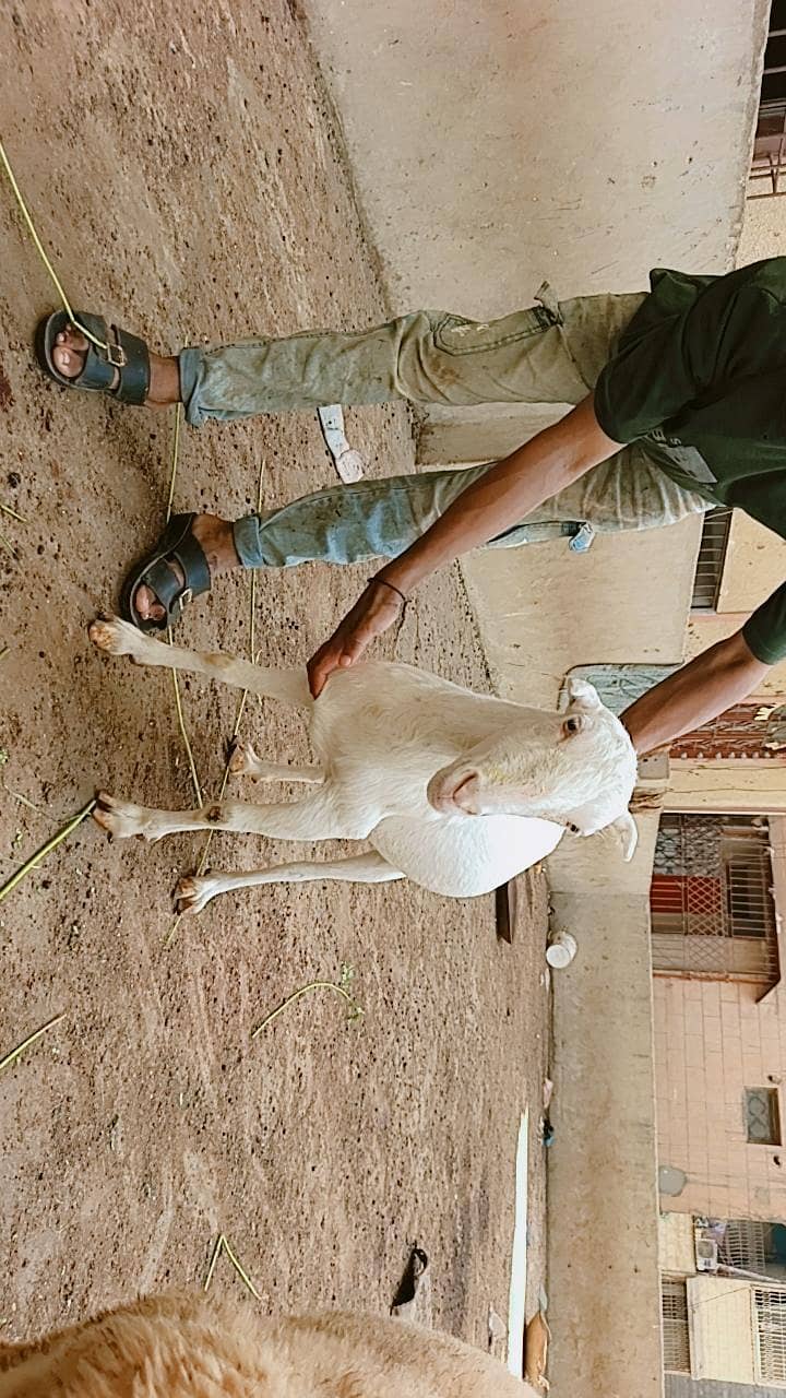 Teddy bakri 0