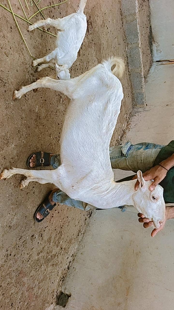 Teddy bakri 4
