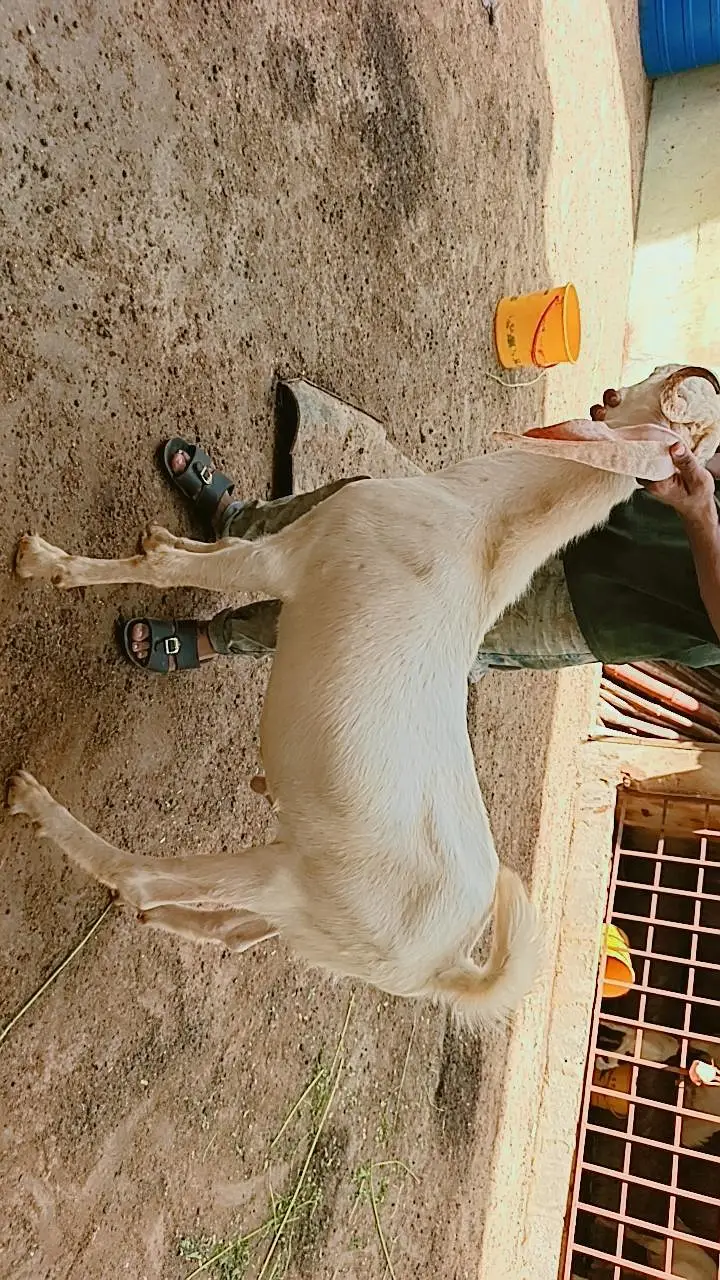 Teddy bakri — photo 7