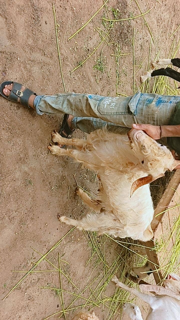 Teddy bakri 12