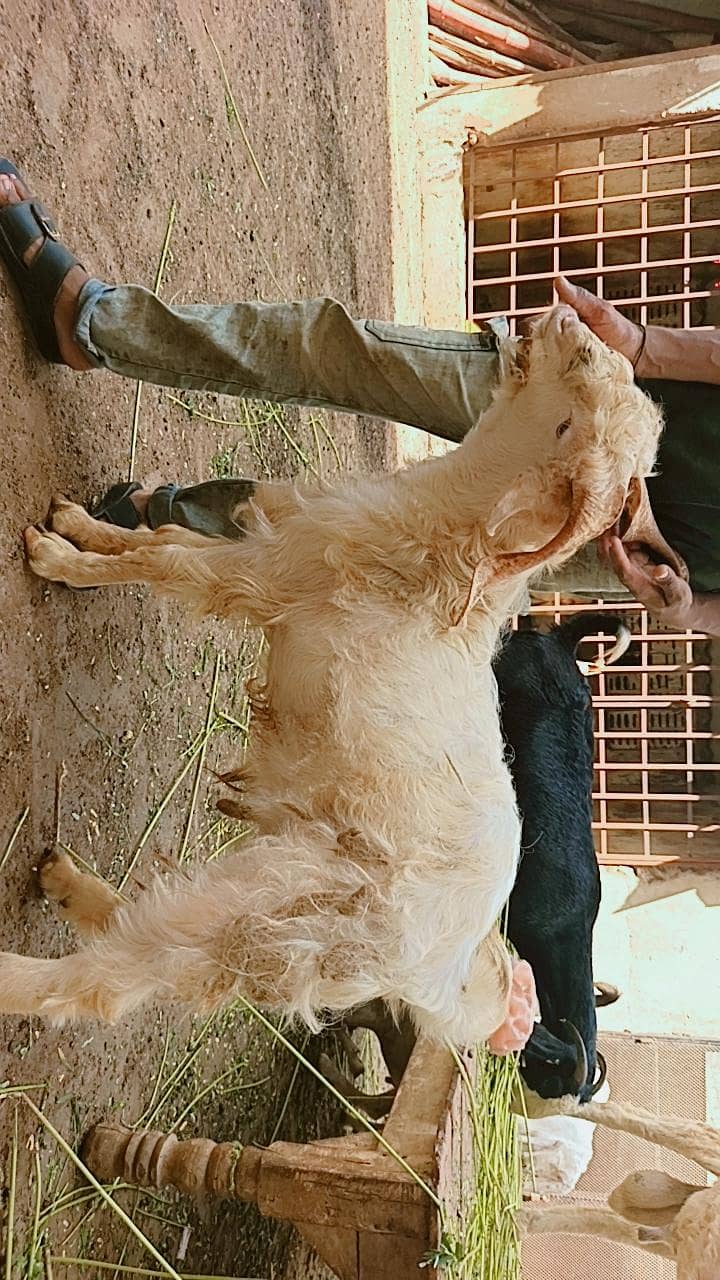 Teddy bakri 13