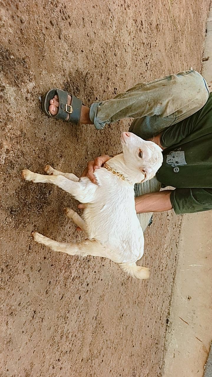 Teddy bakri 16