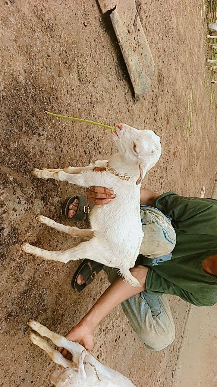 Teddy bakri 17