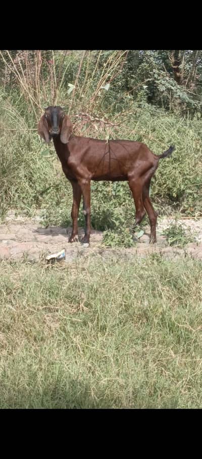 dasi bakri for sale         . . . . . . . . . . . . . .
