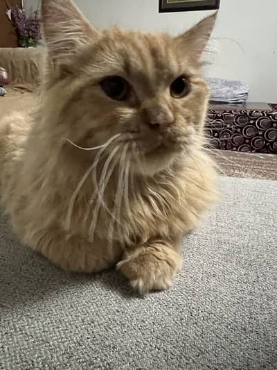 Persian ginger cat for sale