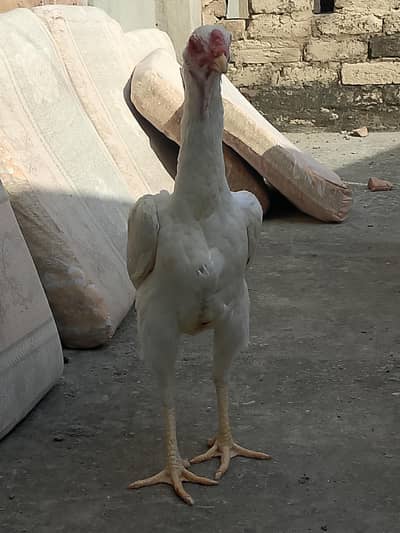 German White Sham0o