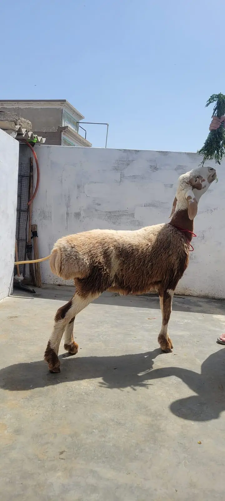 turkey dumba brown white — photo 6