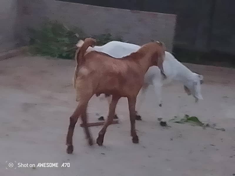 gaots 3