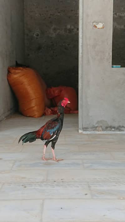 lakha aseel
