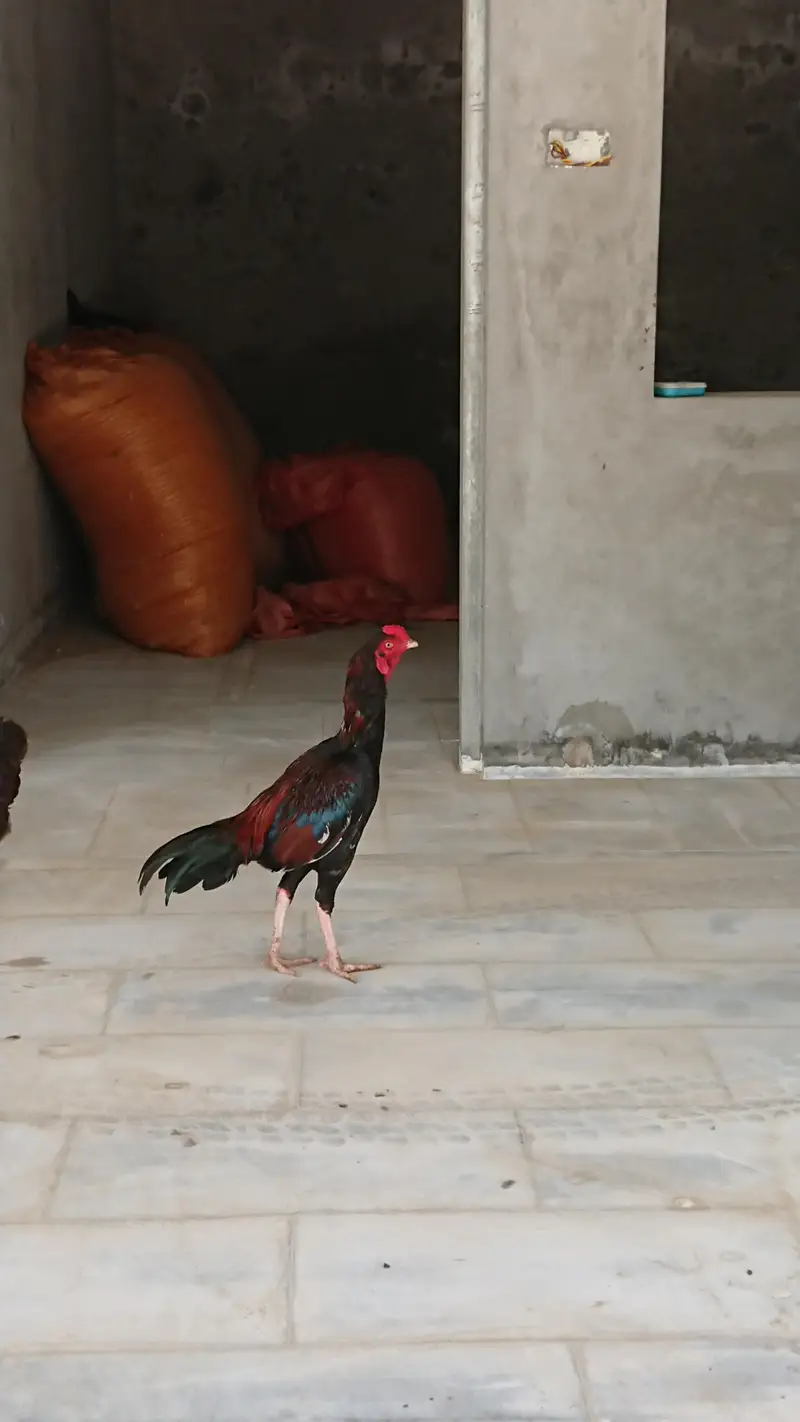 lakha aseel — photo 2