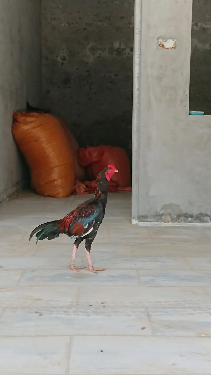 lakha aseel — photo 3