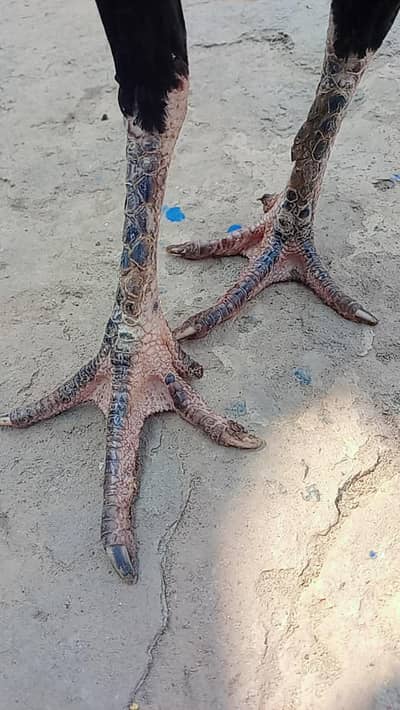 mianwali cross Thai murgi