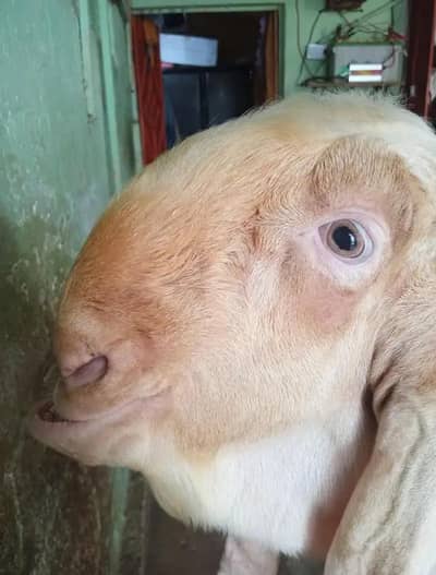 Gulabi Bakra