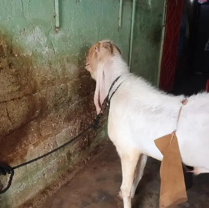 Gulabi Bakra | Breeder | Aandu Bakra — photo 2