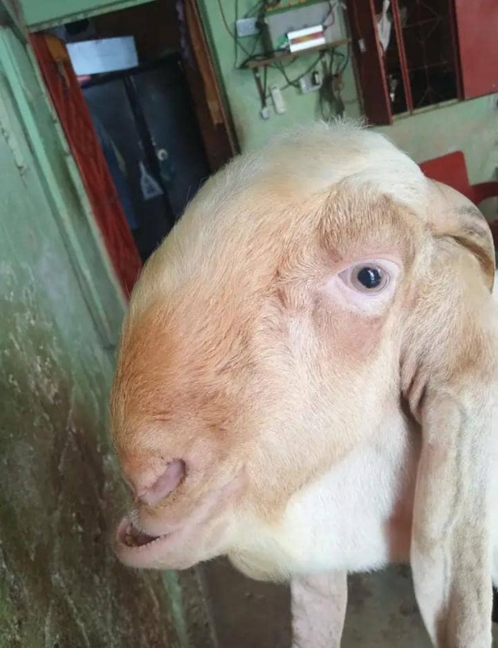 Gulabi Bakra 2