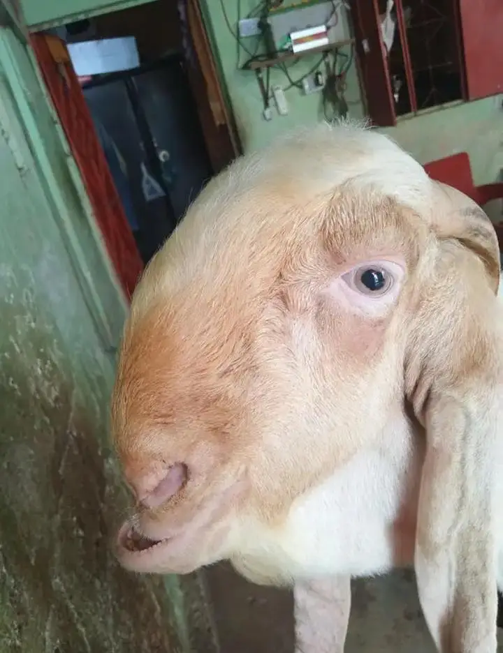 Gulabi Bakra | Breeder | Aandu Bakra — photo 3