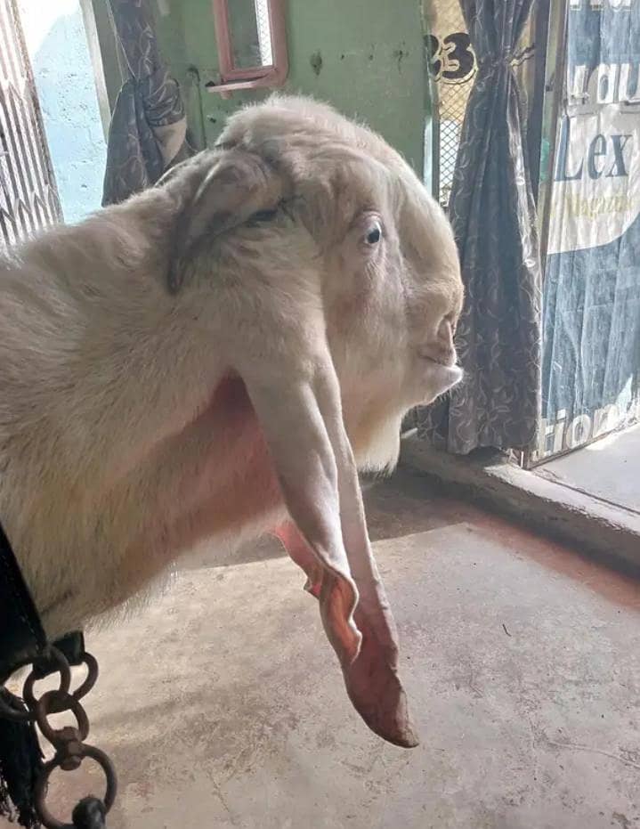 Gulabi Bakra 3