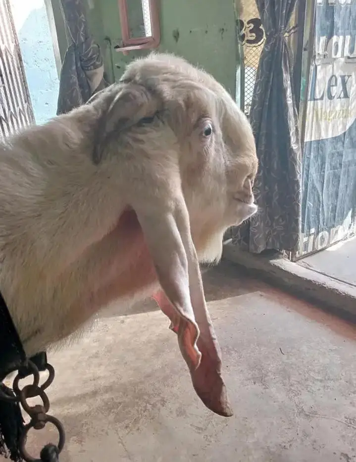 Gulabi Bakra | Breeder | Aandu Bakra — photo 4