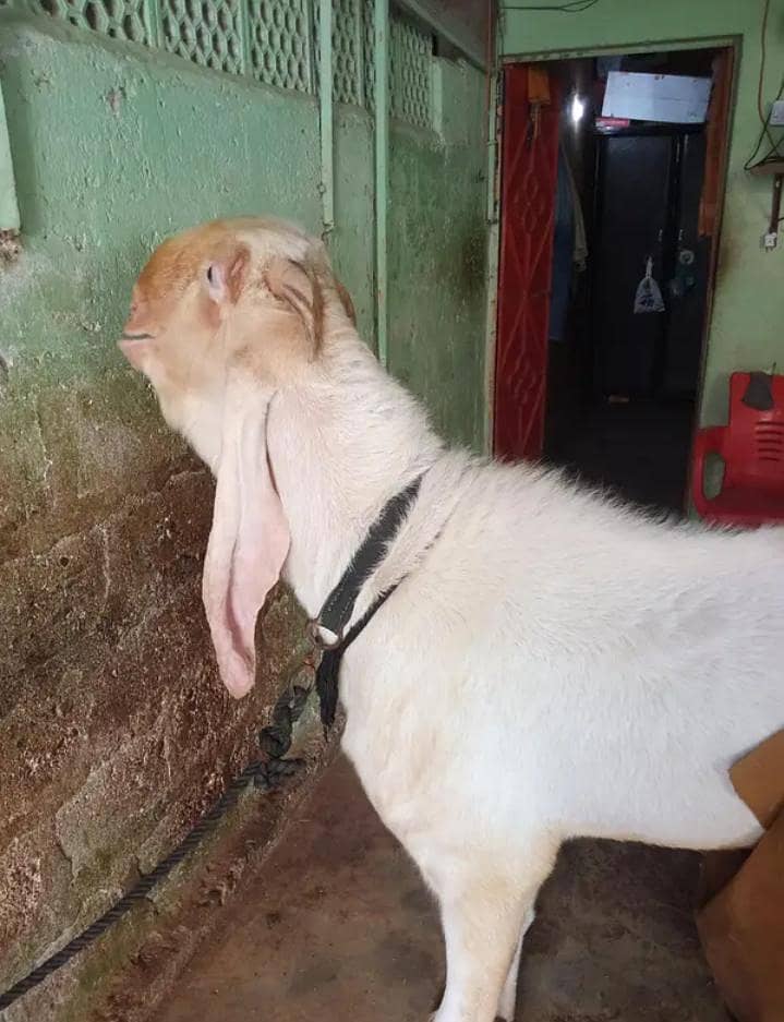 Gulabi Bakra 4