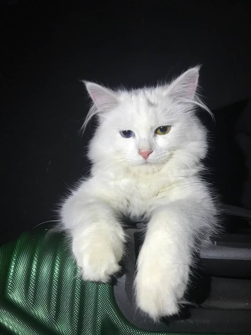 Persian Cat 0