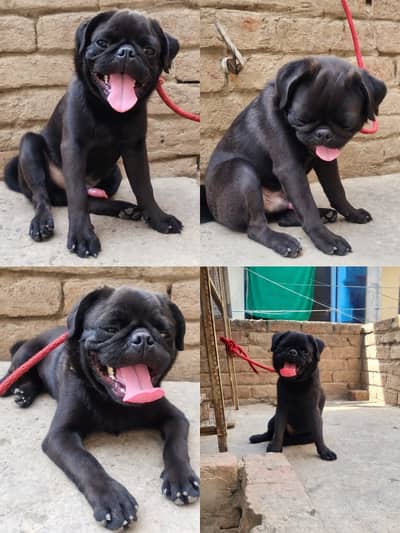 Beautiful Black Pug Urgent for Sale | Healthy & Active Pet | Urgent F
