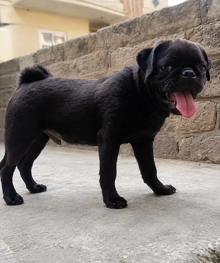Beautiful Black Pug Urgent for Sale | Healthy & Active Pet | Urgent F — photo 2