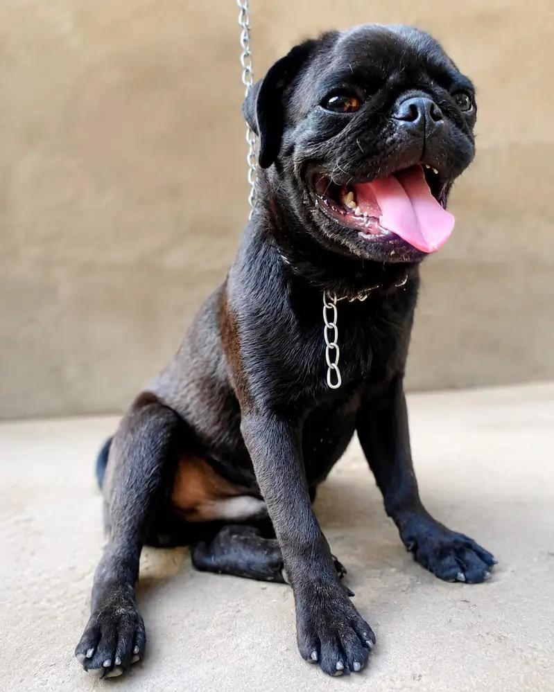 Beautiful Black Pug Urgent for Sale | Healthy & Active Pet | Urgent F — photo 3