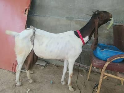 bakri aur bachy for sell 03128598539