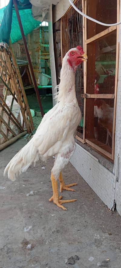 king shamo healthy & active