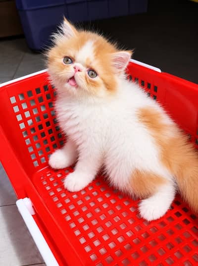 Persian kittens| Triple Coated |Punch Face _whatsap 03023336605