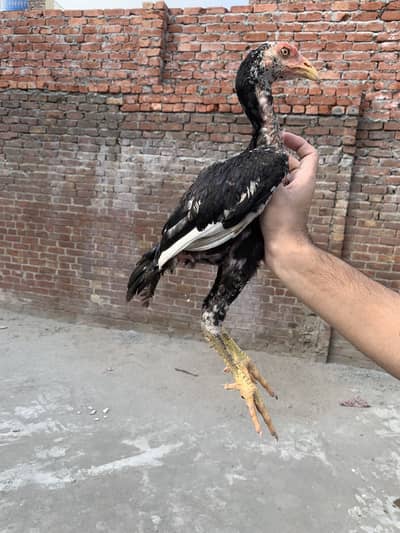 Pakistani + thai chuzy 2000 per piece, Pakistani female 3300