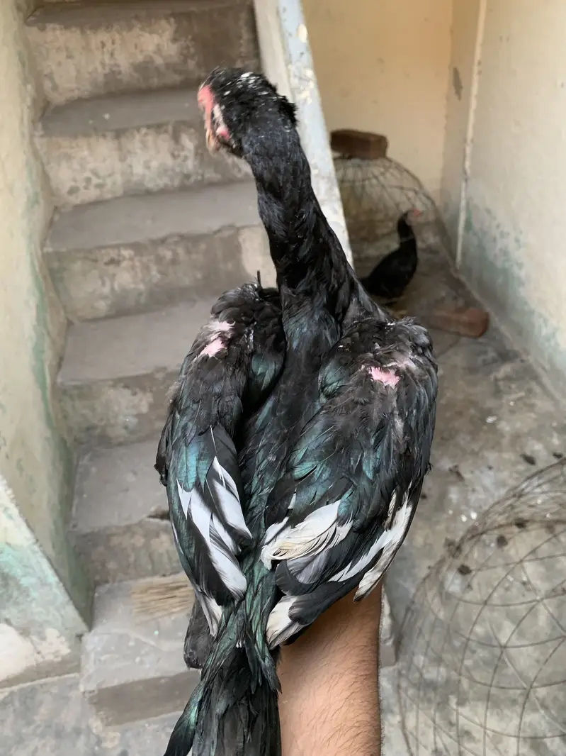Pakistani + thai chuzy 2000 per piece, Pakistani female 3300 — photo 9