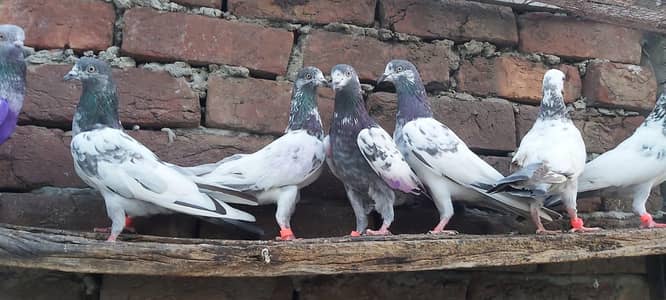 Vip 10 parvazi kabotar for sale.