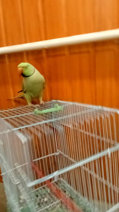 Breeder male for sale