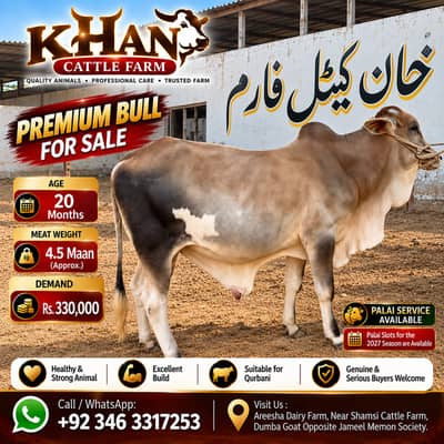 Bull | Bachra sale | desi bachre | Ablak | Palai Service | Cholistani