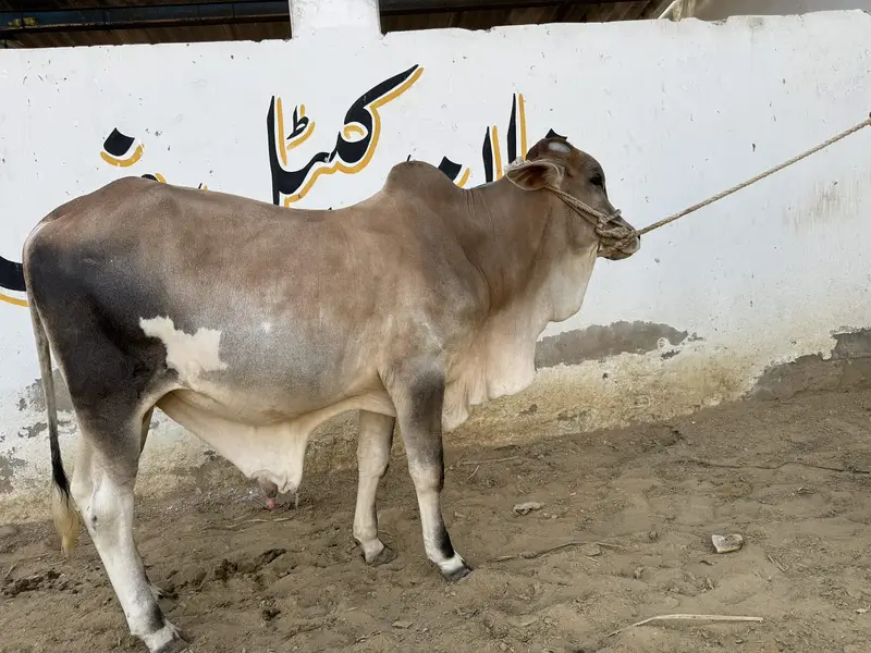 Bull | Bachra sale | desi bachre | Ablak | Palai Service | Cholistani — photo 2