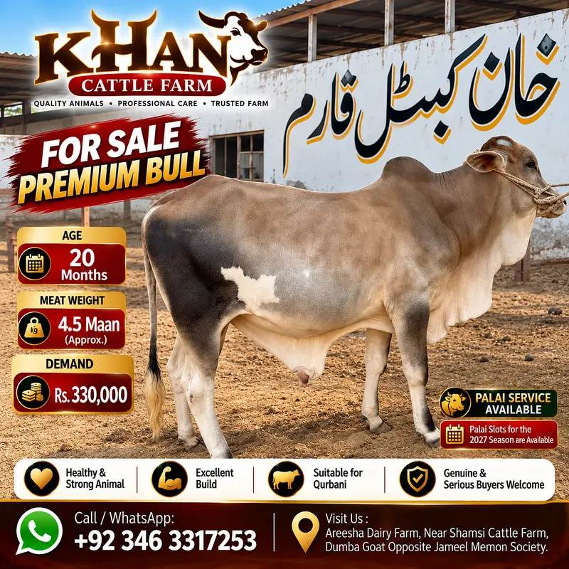 Bull | Bachra sale | desi bachre | Ablak | Palai Service | Cholistani — photo 3