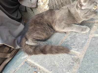 Grey Short Hair Cat – Healthy & Friendly