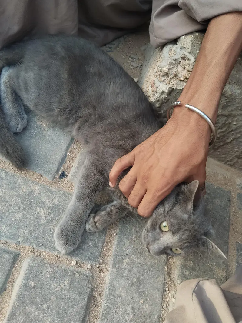 Grey Short Hair Cat – Healthy & Friendly — photo 2