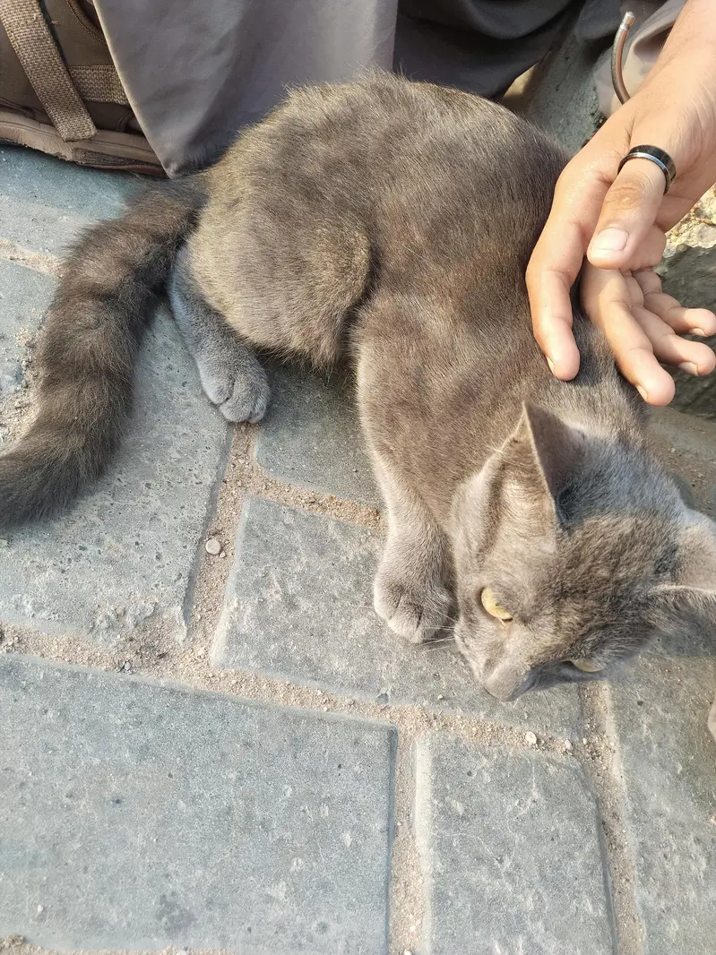Grey Short Hair Cat – Healthy & Friendly — photo 3