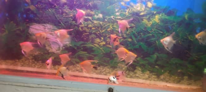 Angel fishes healthy active size 2 to 2.5 inch